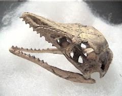 始祖鳥頭骨