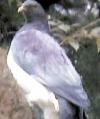 New Zealand Pigeon(Hemiphada novaeseelandiae)