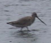 Eastern Bar-tailed Godwit:Limosa lapponica