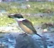 Kingfisher:Halcyon sancta