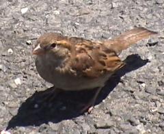 House Sparrow:Passer domesticus