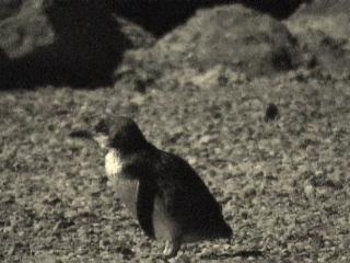 赤外線で撮影したブルーペンギン