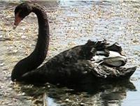 Black Swan(Cygnus atratus)
