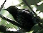 Starling(Sturnus vulgaris)