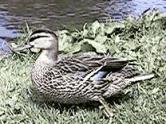 Grey Duck(Anas supercilliosa)