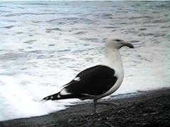 Southern Black-backed Gull(Larus dominicanus)