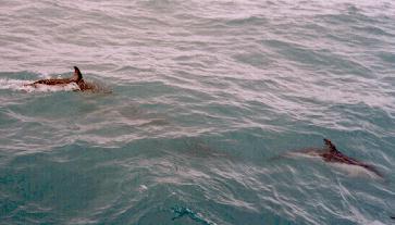Dusky Dolphin(2)