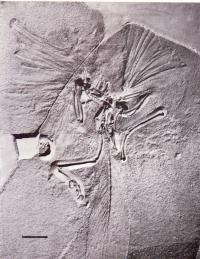 始祖鳥(Archaeopteryx):ロンドン標本(London specimen) BMNH 37001