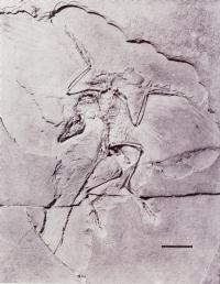 始祖鳥(Archaeopteryx):ベルリン標本(Berlin specimen) HMN 1880