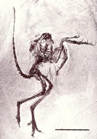 始祖鳥(Archaeopteryx):ゾルンホーヘン標本(Solnhofen specimen) S6